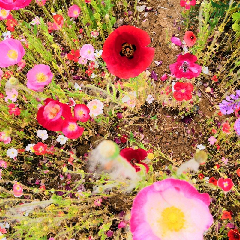 冰島虞美人 冰島虞美人