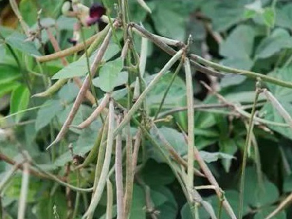 豆科植物——大翼豆栽培管理以及價值與利用