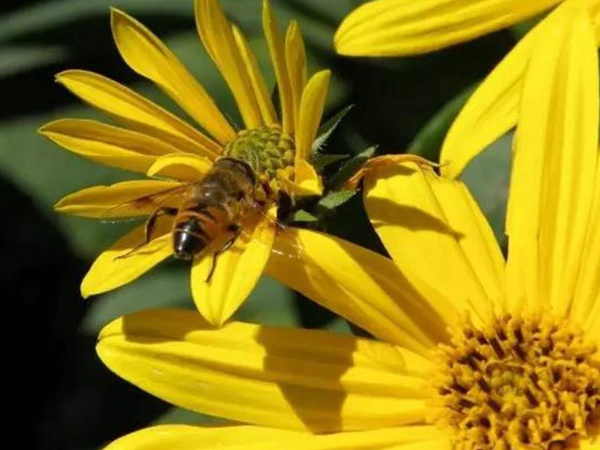 串葉松香草的種植方法，如何種植比較合適？