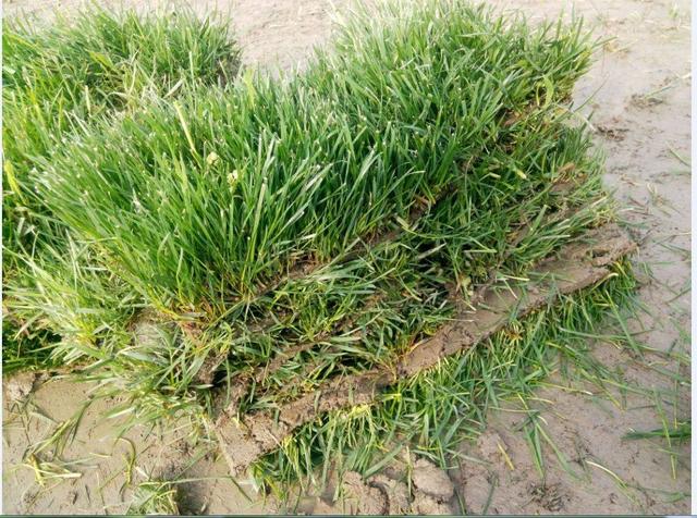 綠化草坪種類(lèi)圖片，不同的草坪用途和功能都有所差別