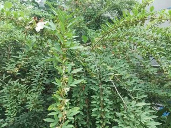 生態綠化種子有哪些，有什么需要注意的