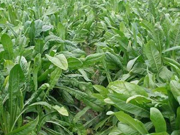 魯梅克斯牧草的優(yōu)缺點都有哪些？需要了解啥？