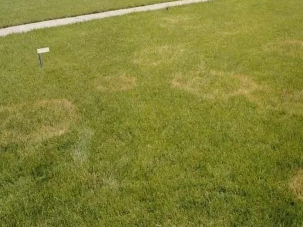 草坪養(yǎng)護(hù) | 夏季管理管理技術(shù)要點(diǎn)與栽培方法