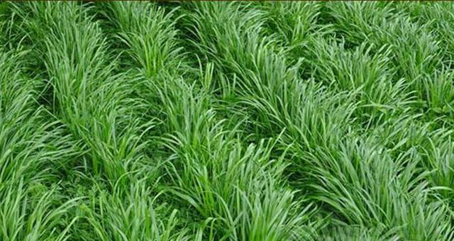 優質高產牧草，冬牧70黑麥草種植時間