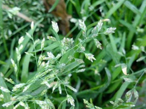 園林綠化中草坪種類的分類與鑒別要點 園林綠化中草坪種類的分類與鑒別要點