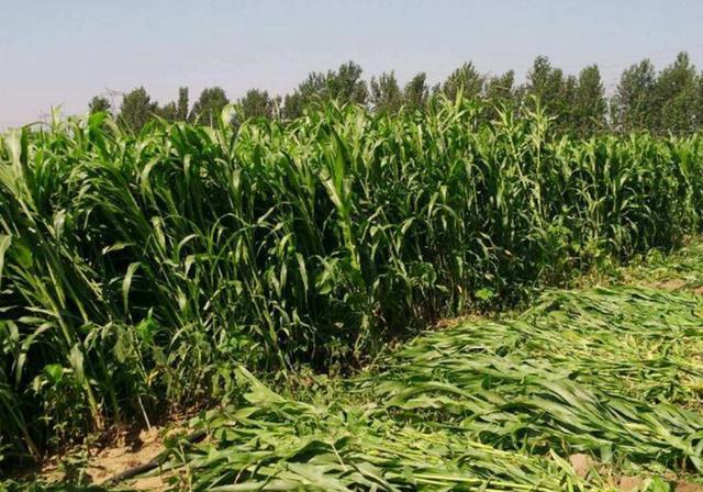 甜高粱播種對生長環境有什么要求,種植應該注意什么 甜高粱播種對生長環境有什么要求,種植應該注意什么