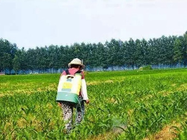 種植墨西哥玉米有這幾個要點(diǎn)，掌握好這幾個要點(diǎn)獲得高產(chǎn)量