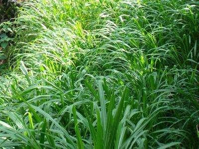 優(yōu)質(zhì)的牧草——蘇丹草，怎么種植可以高產(chǎn)