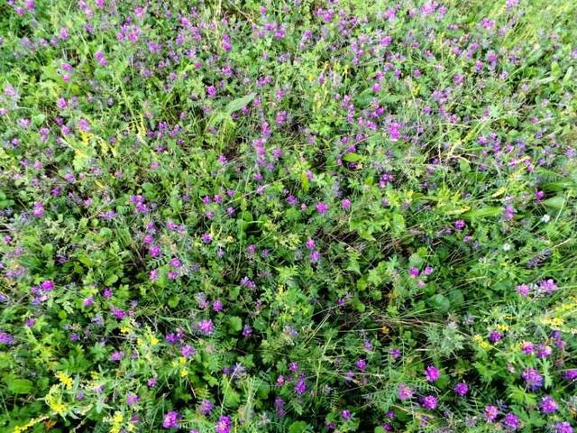 正確的種植沙打旺,需要注意的地方有哪些 正確的種植沙打旺,需要注意的地方有哪些