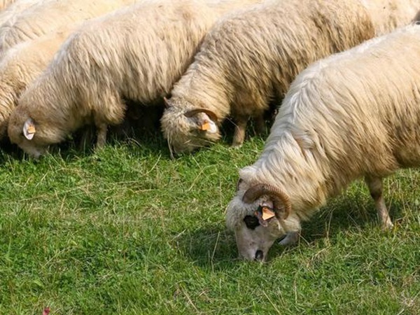 養羊如何選擇牧草？有什么需要注意的？