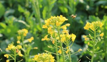 馬上進入秋播季應(yīng)該如何挑選油菜籽? 馬上進入秋播季應(yīng)該如何挑選油菜籽?