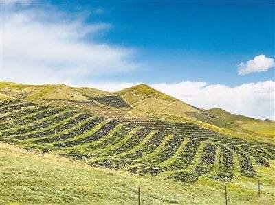 想要披堿草種子的發芽率高,有什么好的方法? 想要披堿草種子的發芽率高,有什么好的方法?