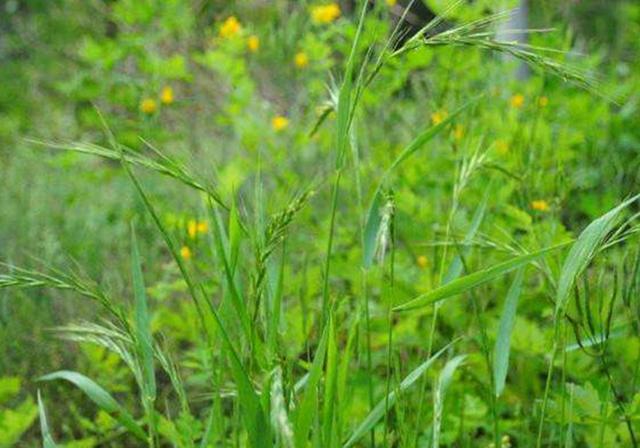 耐活堿草農作物，要知道它的生物特性，種植起來很簡單