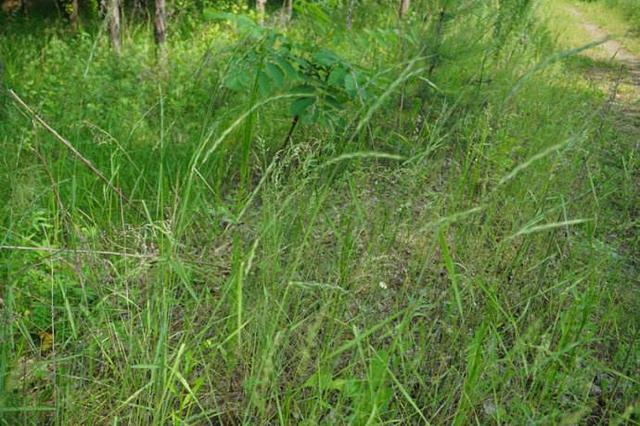 優(yōu)質(zhì)牧草——披堿草，具有不同的經(jīng)濟(jì)價(jià)值