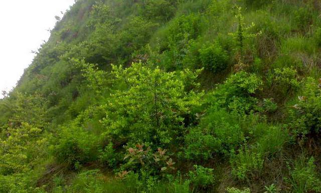 豬屎豆種植技術說明，什么時候種植最佳？