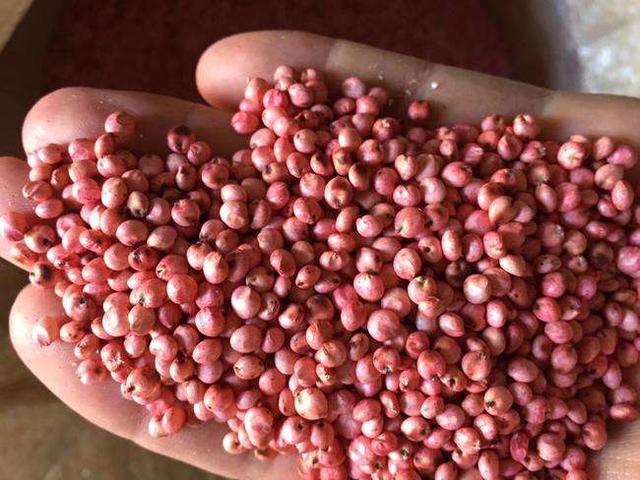 高丹草是優質的牧草，哪里有多年生的高丹草種子