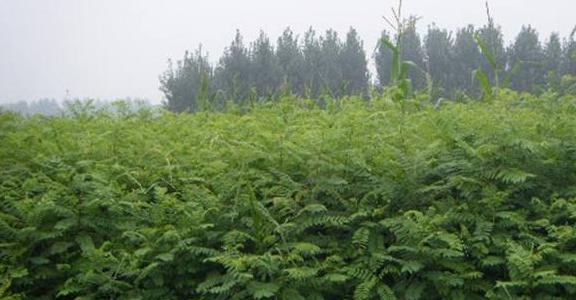 常見綠化護(hù)坡品種——紫穗槐經(jīng)濟(jì)價(jià)值