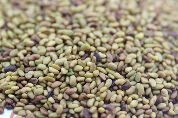 紫花紫花苜蓿種子