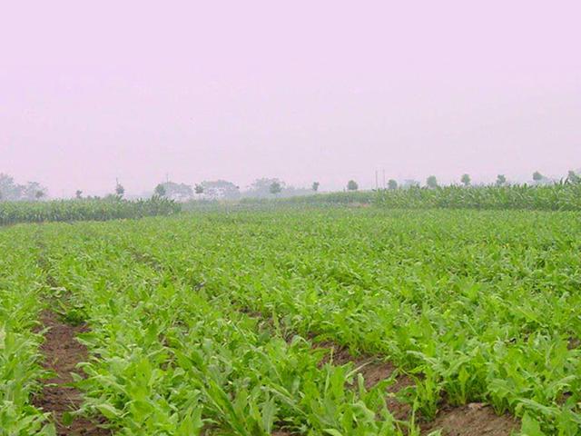 魯梅克斯的前景應(yīng)用，主要特點(diǎn)是什么？