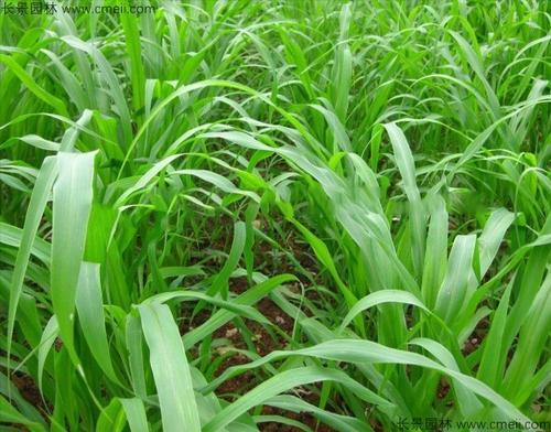 高粱與蘇丹草的結合，高丹草的優勢有哪些