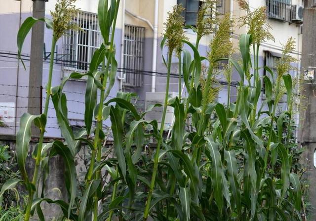 甜高粱栽培，田間管理方法有哪些