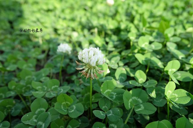 白三葉草，不但栽培，觀賞期長，管理方法簡單而且花繁葉茂