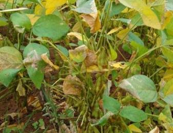 黑豆的播種前處理及田間管理技術