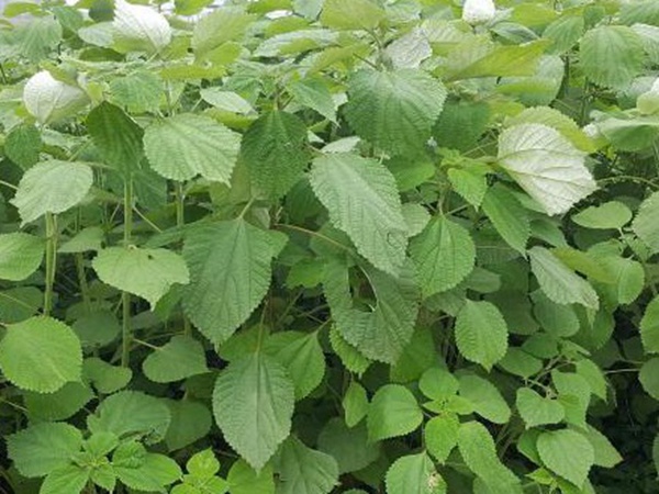 牧草養豬技術有什么需要注意的，牧草種植方法有哪些？