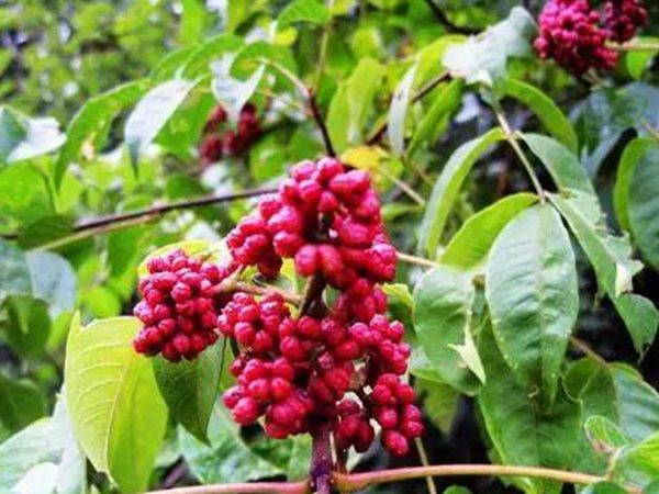 鹽膚木的種植栽培技術(shù)以及田間管理方法