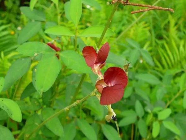 豆科植物——大翼豆栽培管理以及價值與利用