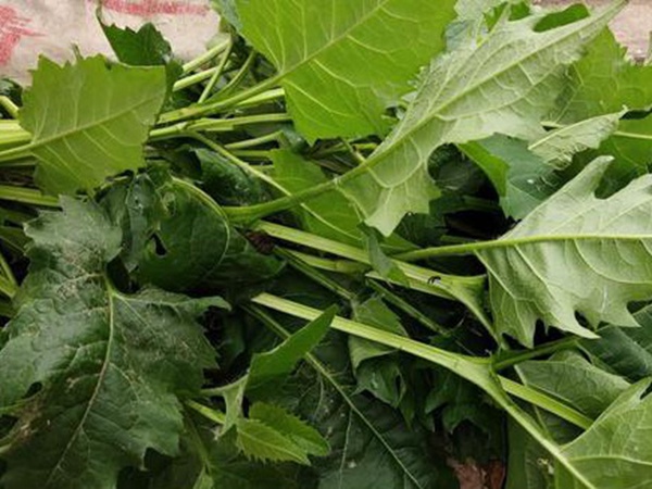 串葉松香草牧草——養畜禽種牧草選對品種很重要