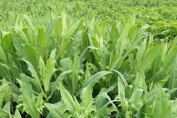 春季栽種苦荬菜種子營養(yǎng)價(jià)值高好賣錢 春季栽種苦荬菜種子營養(yǎng)價(jià)值高好賣錢