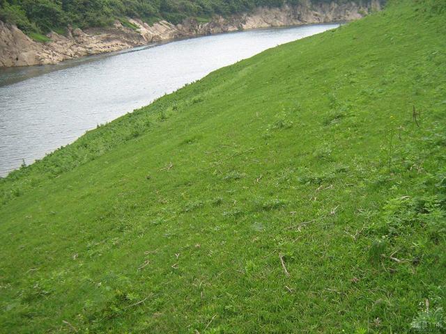 生命力頑強(qiáng)、耐踐踏又美觀的狗牙根草坪