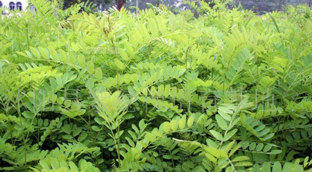 常見綠化護(hù)坡品種——紫穗槐經(jīng)濟(jì)價(jià)值