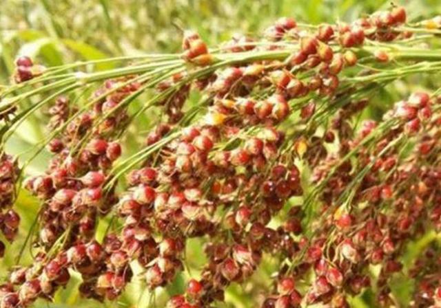 甜高粱栽培，田間管理方法有哪些