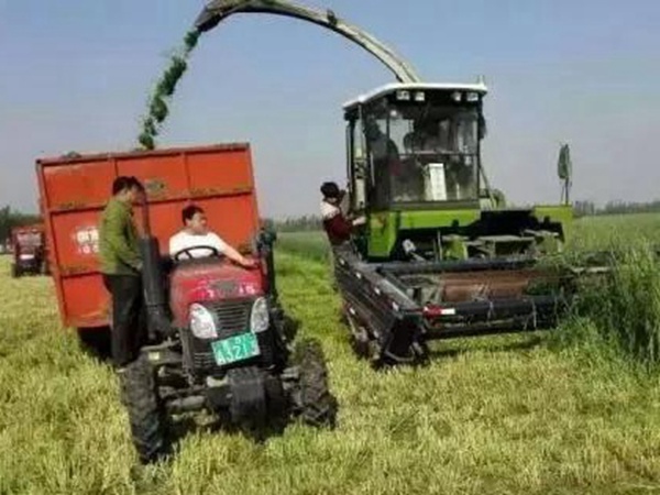 黑麥草種子—冬牧70牧草種子管理方法 黑麥草種子—冬牧70牧草種子管理方法