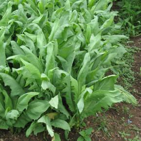 飼料牧草，苦荬菜的詳情介紹