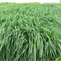 秋冬季節(jié)適合養(yǎng)殖種牧草嗎？種植什么牧草比較好？