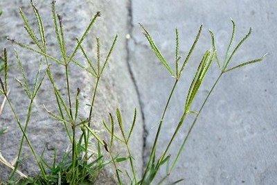 路邊最常見的雜草叫什么？狗牙根要這樣防治