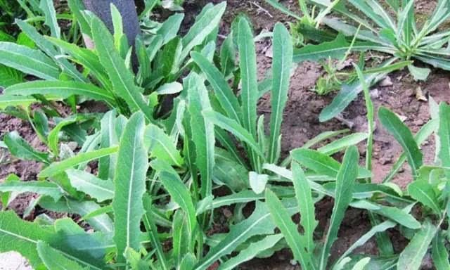 苦荬菜怎樣種植效果好？怎么種植可以高產(chǎn)量