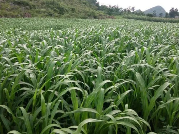 甜高粱種植技術,什么時候播種比較好