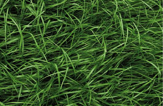 庭院草坪|院子里的天然草坪建植及養護方法