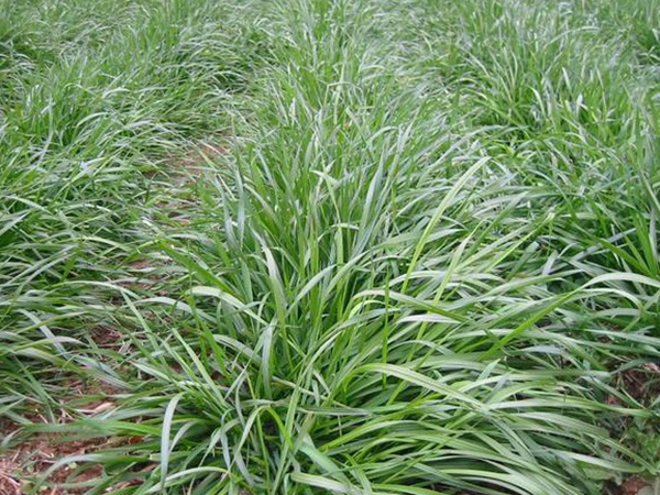 種植牧草需要注意的地方有很多，需要注意什么？