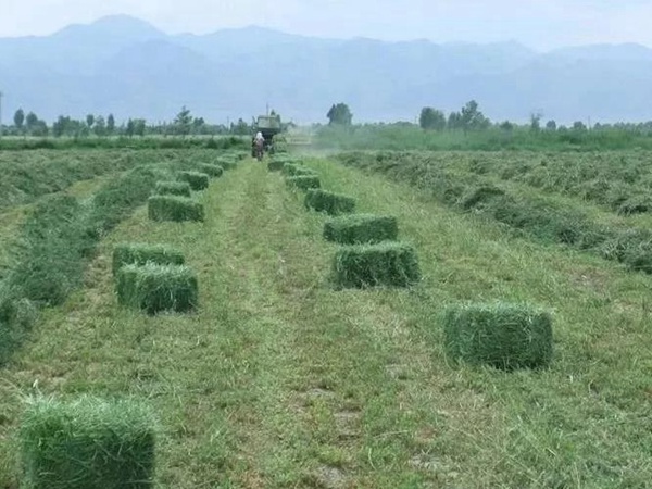 紫花苜蓿春季播種栽培技術 紫花苜蓿春季播種栽培技術