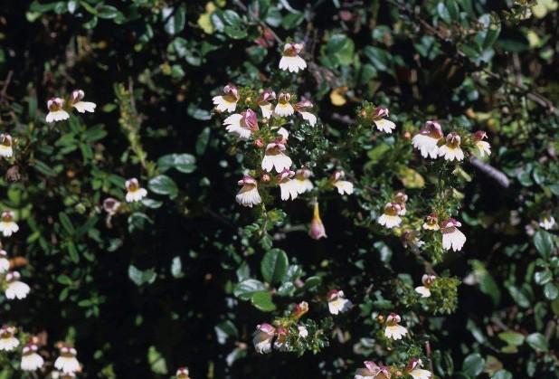 要想小米草種的好，要學會種植的技巧與方法