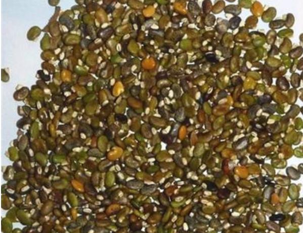 毛豆常見，山毛豆種植技術有哪些？