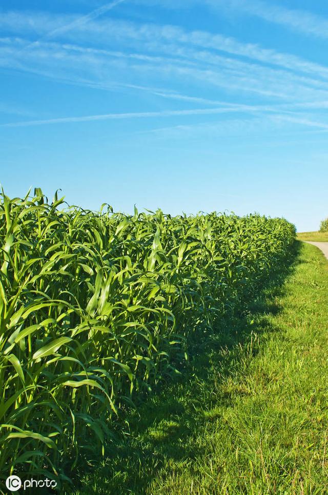 牛羊愛吃的蘇丹草，獲得高產(chǎn)量牧草需要這樣種植