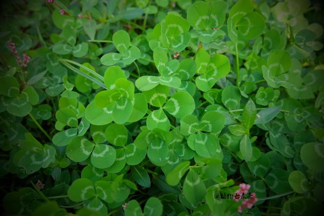 白三葉草，不但栽培，觀賞期長，管理方法簡單而且花繁葉茂