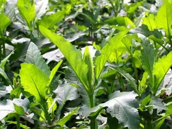 串葉松香草的營(yíng)養(yǎng)價(jià)值以及栽培技術(shù)介紹