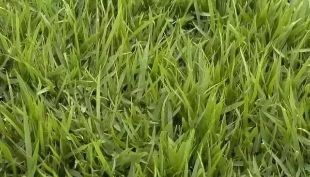 花園草坪的種植方法與養護管理經驗